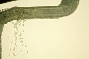 Protect Historic Home with Expert Gutter Company in Camden